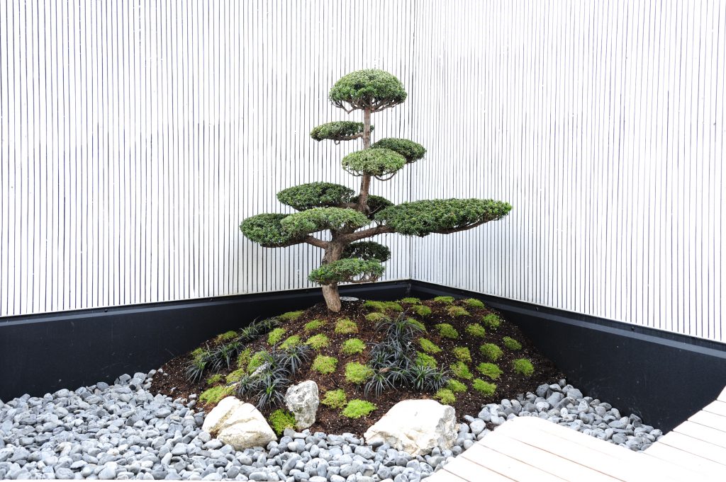 Luxury Trees Bonsai